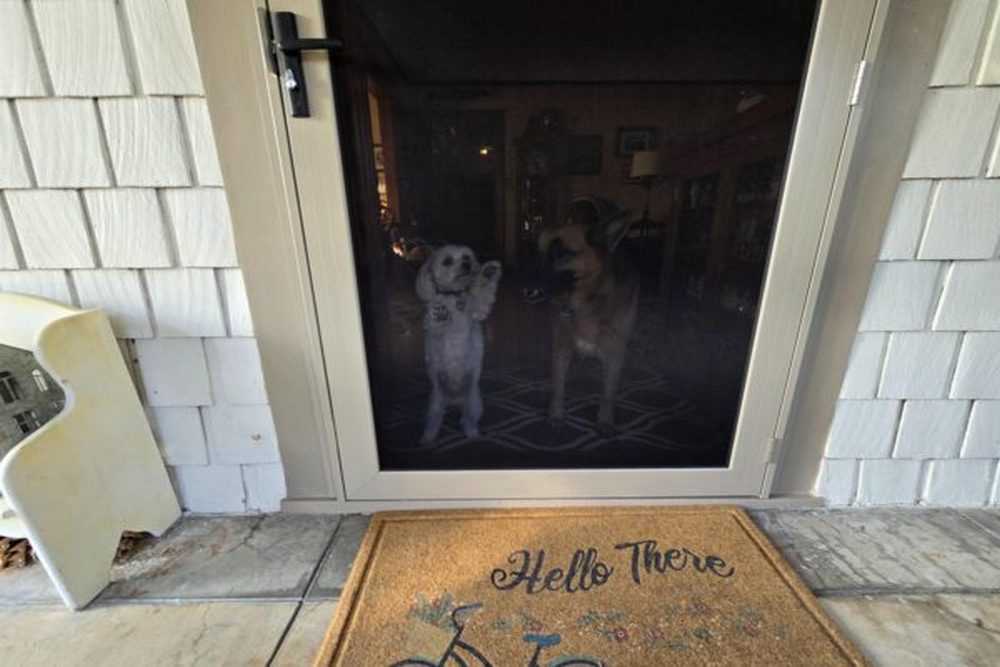 Security Screens Help Create a Safer Home for Children and Pets
