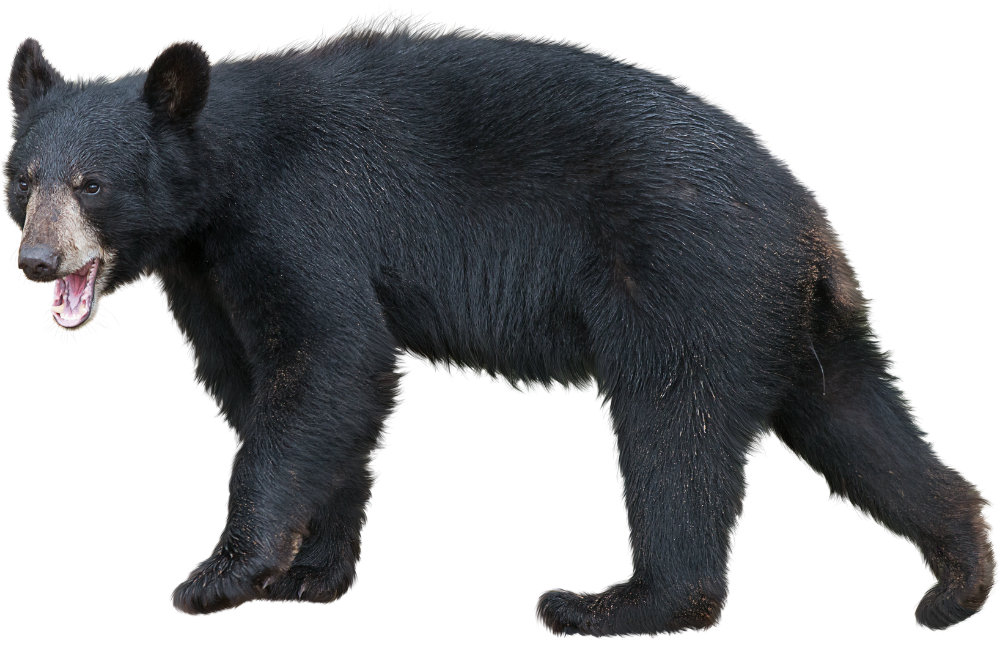 Black bear featured in the security screens discussion